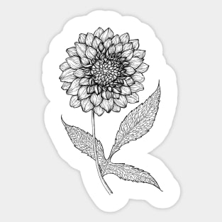 Dahlia hand drawn illustration Sticker